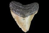 Fossil Megalodon Tooth - North Carolina #79911-2